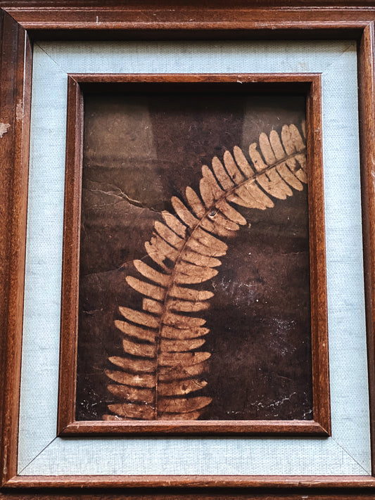 Vintage Framed Dried Leaf Print