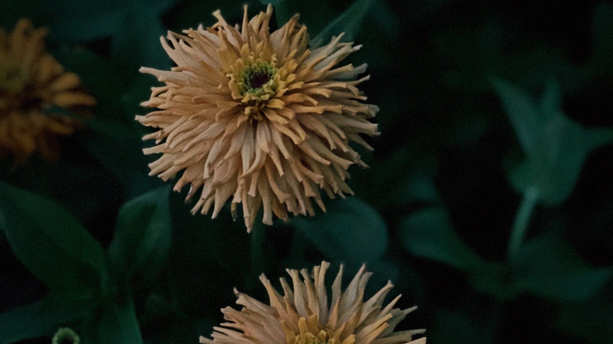 Close-up of two tan zinnia flowers with dark green leaves in a dark, moody outdoor setting.