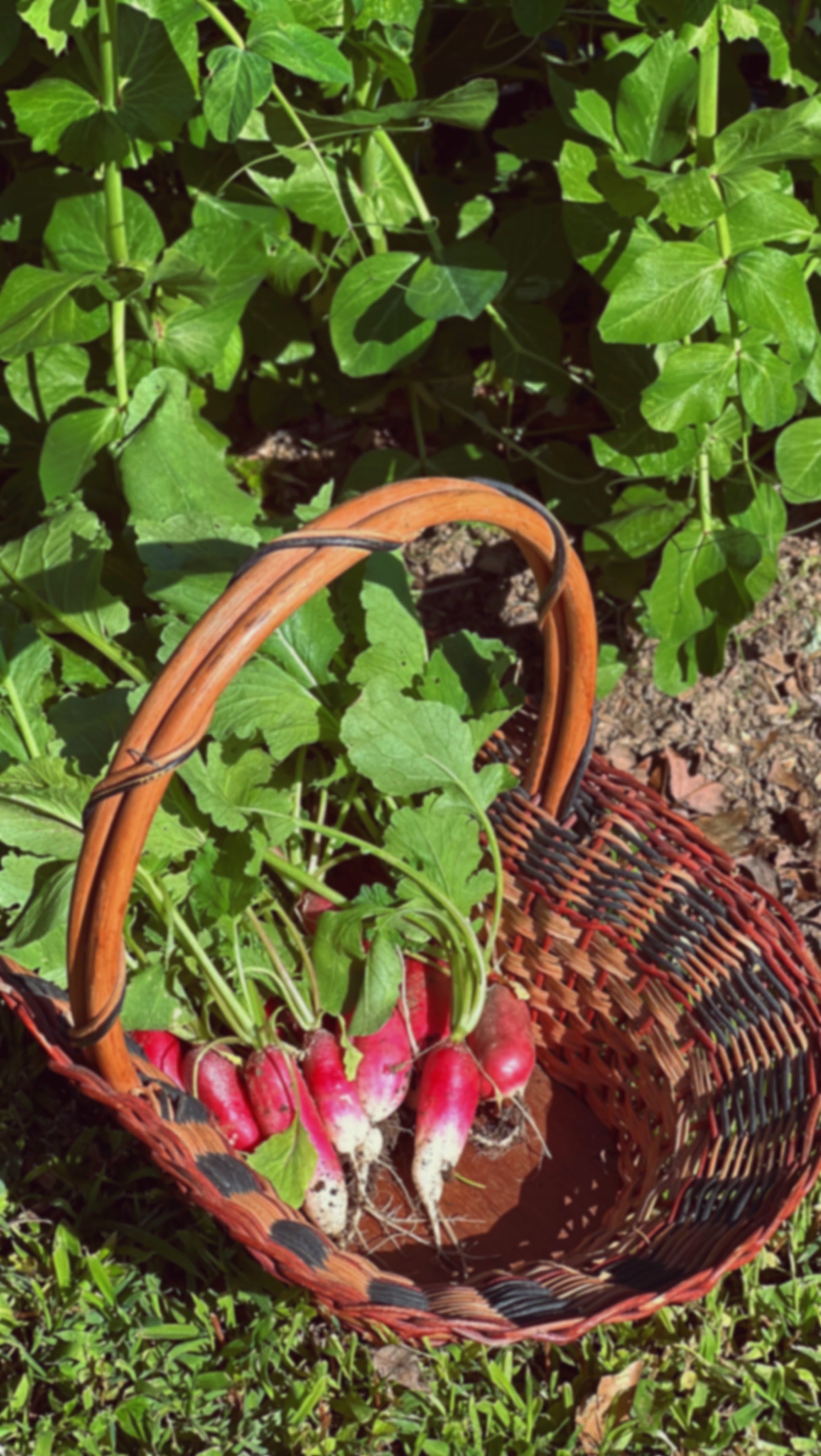 overhead view of multicolor basket in a garden with freshly pulled radishes