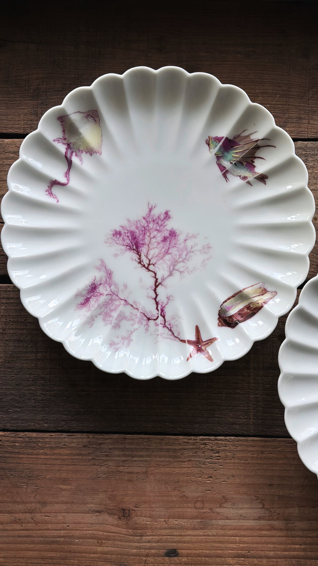 An Antique Gilman Collamore & Co Limoges Plates  with pink and purple coral and sea life illustrations, displayed on a dark wooden surface.